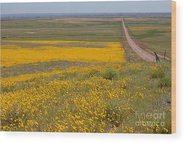 Yellow Wildflowers Wood Print featuring the photograph What Lies Ahead by Jim Garrison
