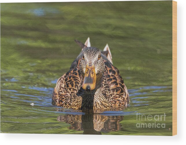 Duck Wood Print featuring the photograph Whatcha Doing by Nikki Vig