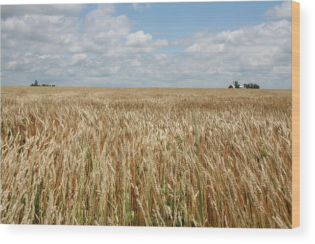 Wheat Farms Wood Print featuring the photograph Wheat Farms by Dylan Punke