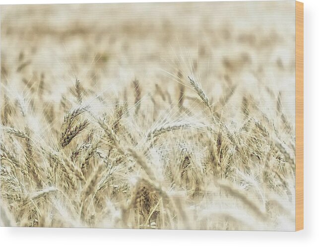 Wheat-field Wood Print featuring the photograph Wheat by Jean Francois Gil