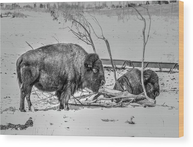 Bison Wood Print featuring the photograph Where The Buffalo Rest by J Laughlin