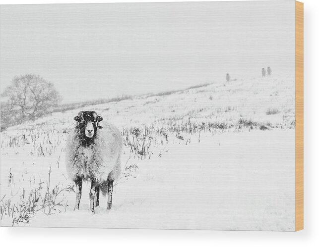 Swaledale Wood Print featuring the photograph Which way is South? by Janet Burdon
