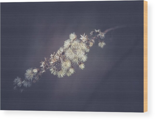 Plant Wood Print featuring the photograph Whip by Shane Holsclaw