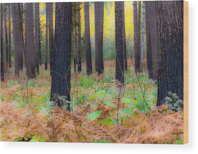 Trees Wood Print featuring the photograph Whispering Woods by Mary Amerman