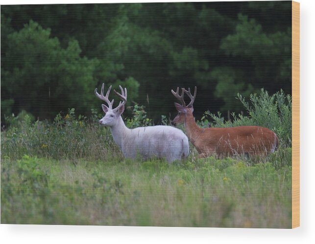Deer Wood Print featuring the photograph White and Brown Bucks by Brook Burling