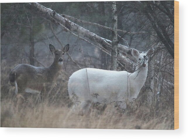 Whitetail Deer Wood Print featuring the photograph White and Brown Deer Pano 2 by Brook Burling