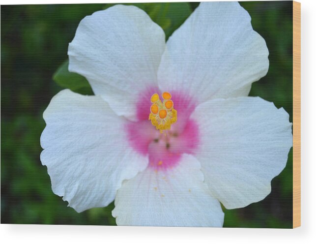 Flower Wood Print featuring the photograph White and Pink Hibiscus by Amy Fose