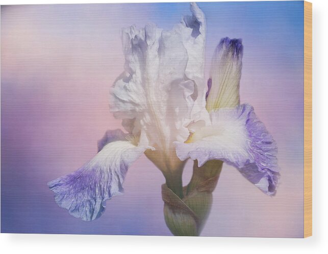 White Bearded Iris Wood Print featuring the photograph White Bearded Iris by Cindi Ressler