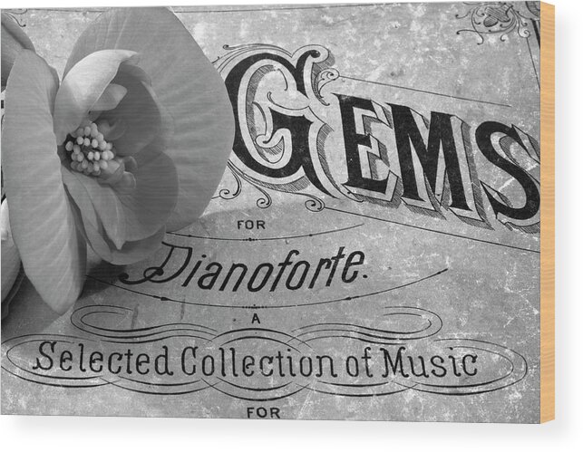 White Begonia Art Wood Print featuring the photograph White Begonia on Gems - Pianoforte by Sandra Foster