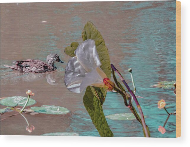 Mandarin Duck Wood Print featuring the photograph White Bindweed And Mandarin Duck Mix #g5 by Leif Sohlman