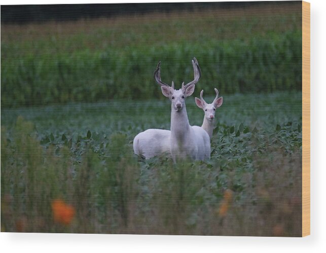 White Wood Print featuring the photograph White Bucks by Brook Burling