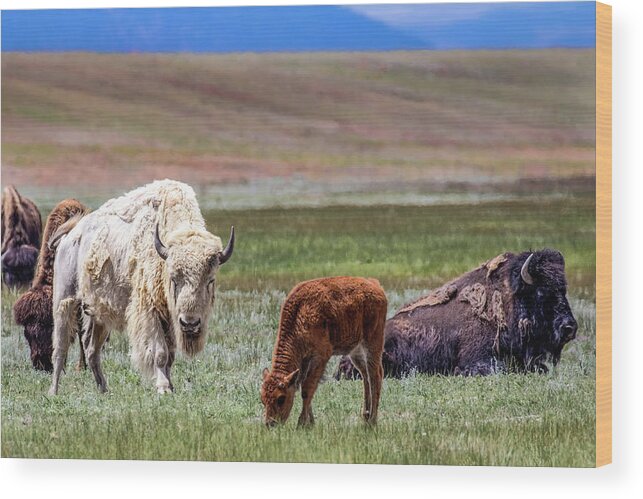 American Wood Print featuring the photograph White Buffalo by Dawn Key