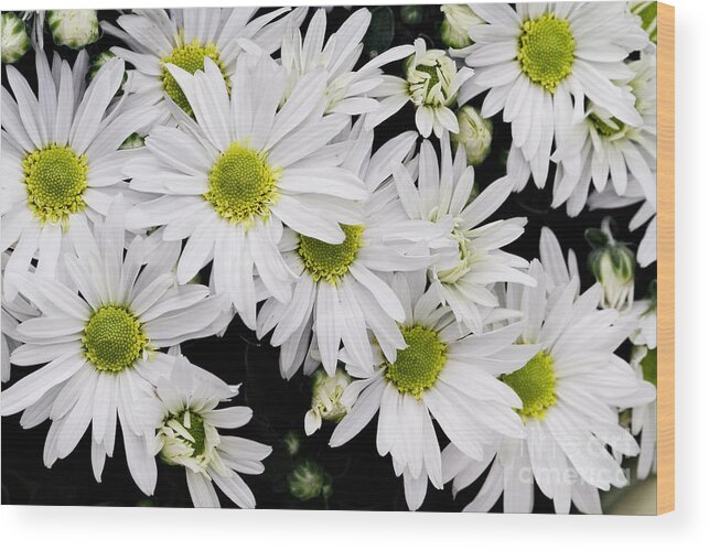 White Wood Print featuring the photograph White Chrysanthemums by Stephanie Frey