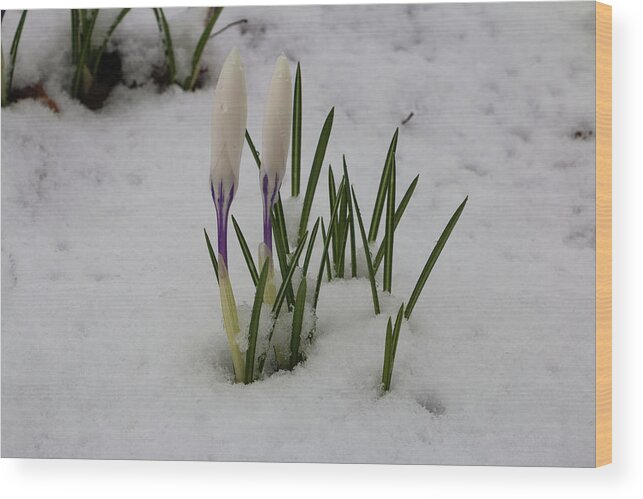 Crocus Wood Print featuring the photograph White Crocus in Snow by Jeff Severson