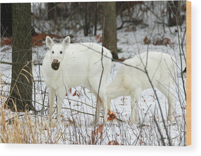 White Wood Print featuring the photograph White Deer With Squash 3 by Brook Burling
