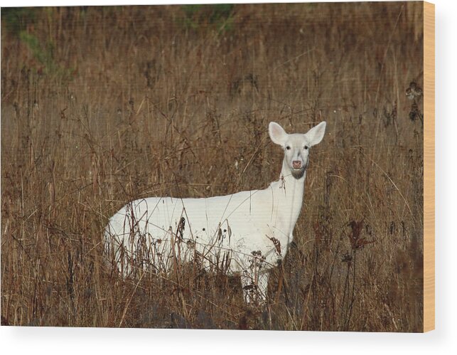 Whitetail Wood Print featuring the photograph White Doe by Brook Burling
