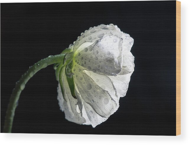 White Flower Wood Print featuring the photograph White flower 5 by Lilia S