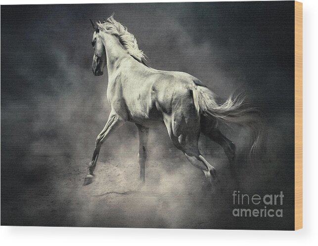 Horse Wood Print featuring the photograph White Horse in Dust Equestrian Beauty by Dimitar Hristov