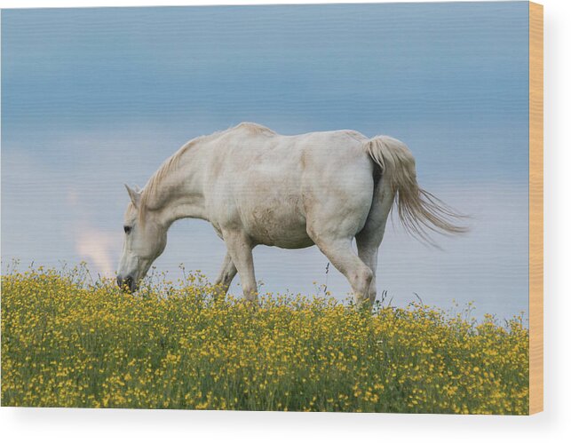 Horse Wood Print featuring the photograph White Horse of Cataloochee Ranch 2 - May 30 2017 by D K Wall