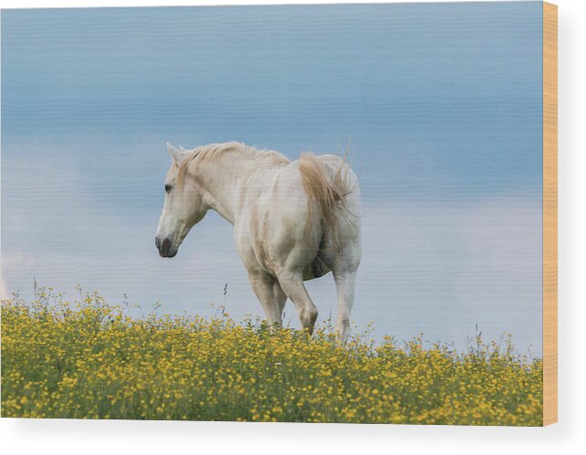 Horse Wood Print featuring the photograph White Horse of Cataloochee Ranch - May 30 2017 by D K Wall