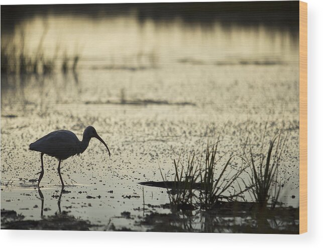 White Ibis Wood Print featuring the photograph White Ibis Morning Hunt by Dustin K Ryan
