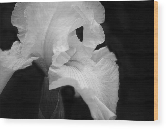 Monochrome Wood Print featuring the photograph White Iris by Cheryl Day