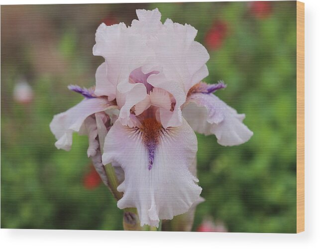 Iris Wood Print featuring the photograph White Iris by James Smullins