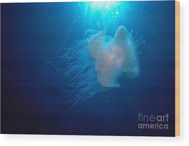 A88c Wood Print featuring the photograph White Jellyfish by Dave Fleetham - Printscapes