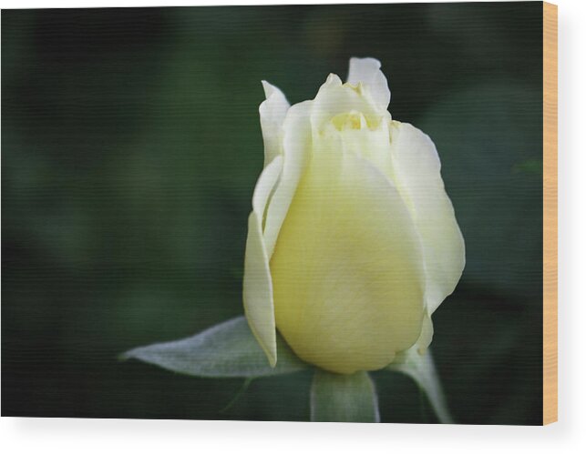 Close-up Wood Print featuring the photograph White Licorice Rose by K Bradley Washburn