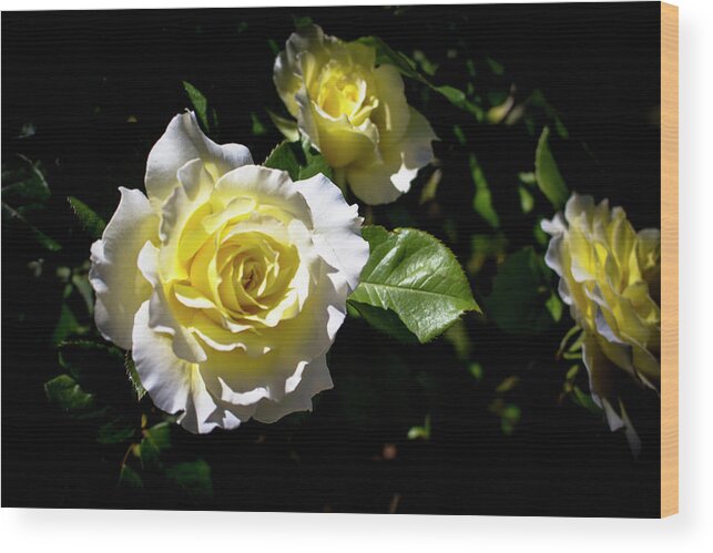 Close-up Wood Print featuring the photograph White Licorice Roses by K Bradley Washburn