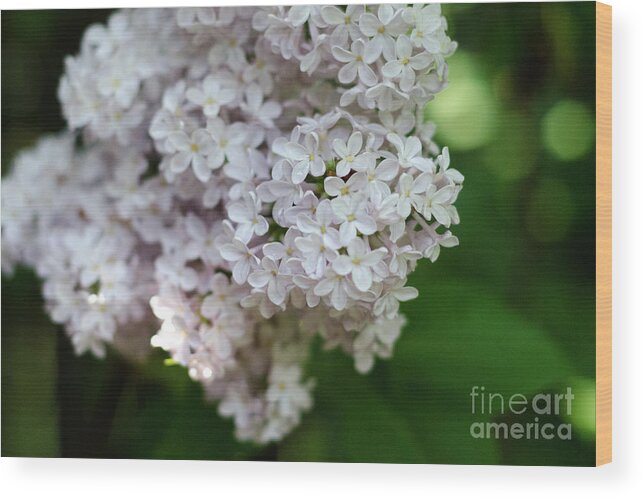 Lilac Wood Print featuring the photograph White Lilacs by Laurel Best