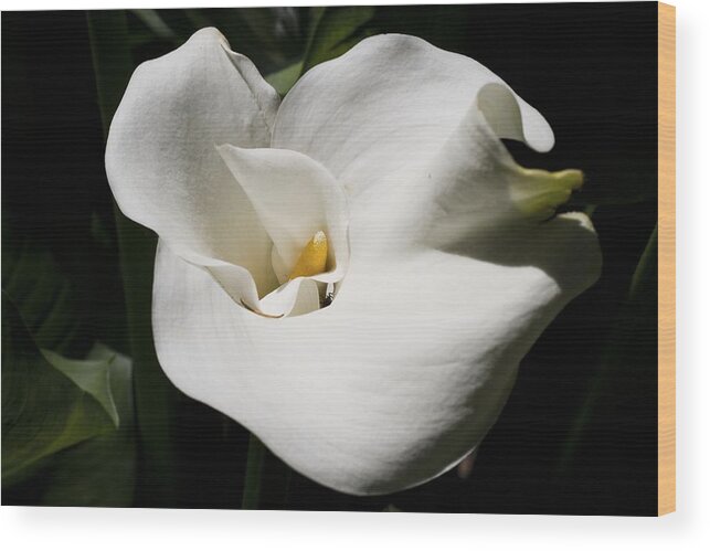 Granger Photography Wood Print featuring the photograph White Lily by Brad Granger