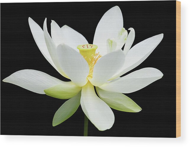 Dawn Currie Photography Wood Print featuring the photograph White Lotus on Black by Dawn Currie