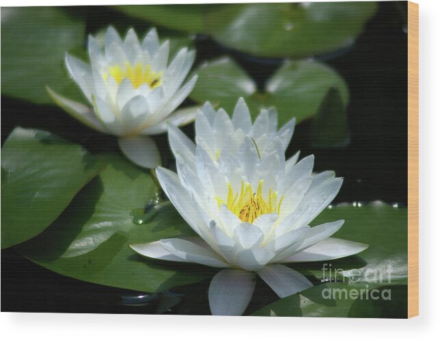 White Wood Print featuring the photograph White Lotus Waterlilies by Jackie Irwin