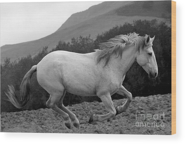 Rtf Ranch Wood Print featuring the photograph White Mare Gallops #1 - Close Up Black and White by Heather Kirk