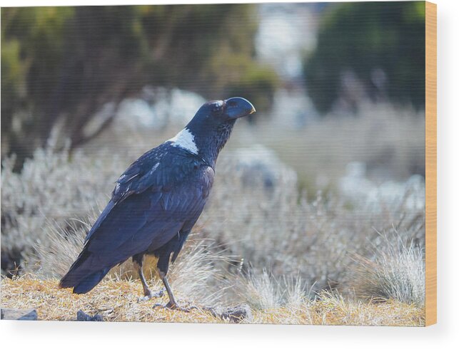 Africa Wood Print featuring the photograph White-Necked Raven Camping Out on Kilimanjaro by Jeff at JSJ Photography