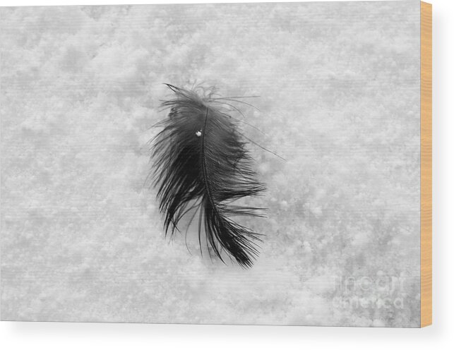 Feather Wood Print featuring the photograph White on Black and White by Dean Harte