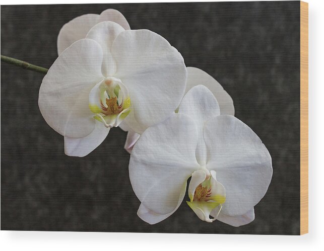 Orchids Wood Print featuring the photograph White Orchids 3583 by Pamela S Eaton-Ford