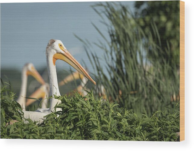 American White Pelicans Wood Print featuring the photograph White Pelican 7-2015 by Thomas Young