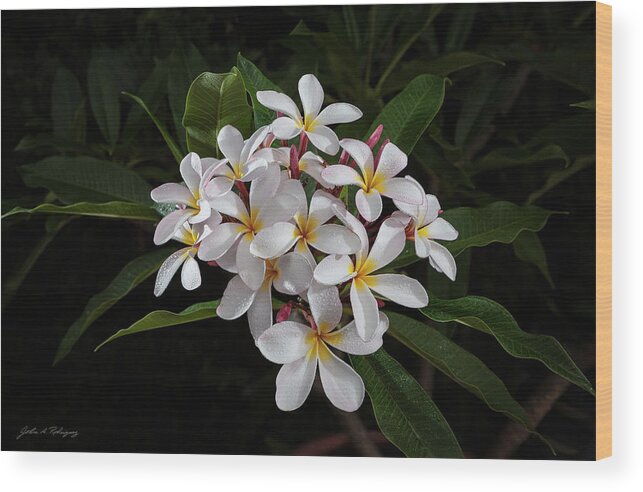 White Petals Wood Print featuring the photograph White Plumerias in Bloom by John A Rodriguez