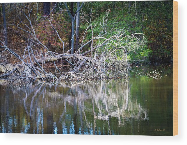 2d Wood Print featuring the photograph White Reflections by Brian Wallace