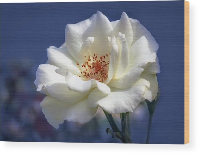 Background Wood Print featuring the photograph White rose on a blue background by Tim Abeln