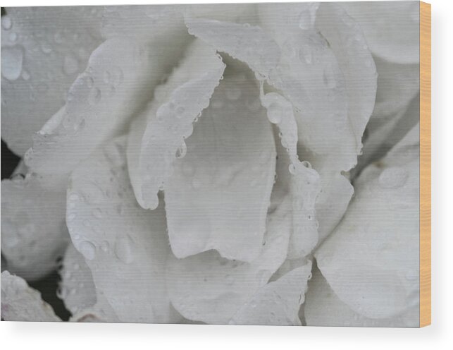 Rose Flower White Wood Print featuring the photograph White Rose by William Kimble