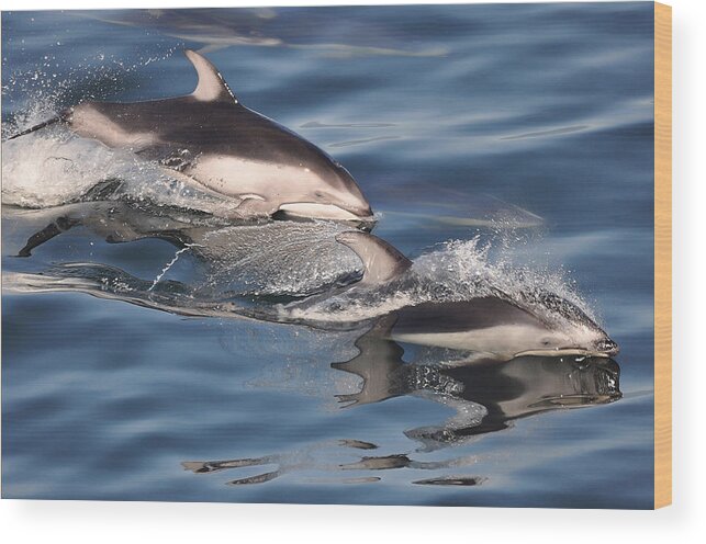 Pacific White-sided Dolphin Wood Print featuring the photograph White-sided Dolphins by Carl Olsen