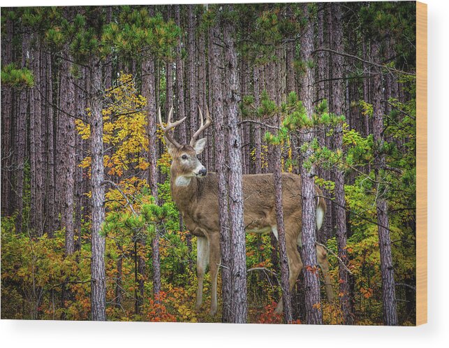 Whitetail Wood Print featuring the photograph White Tailed Buck among the Pines by Randall Nyhof