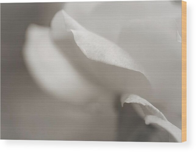 White Roses Wood Print featuring the photograph White Tender Rose by The Art Of Marilyn Ridoutt-Greene