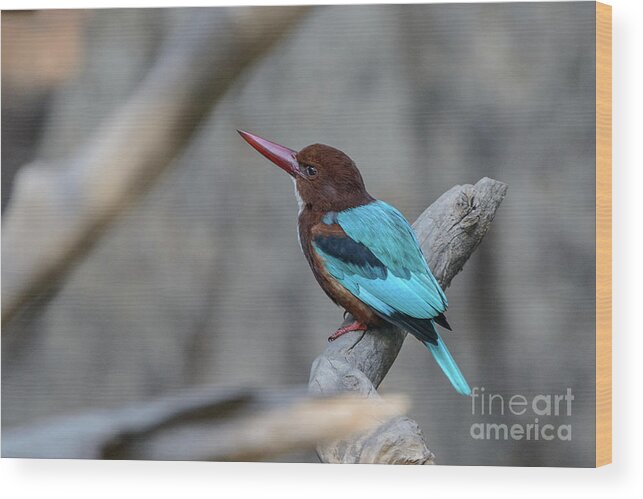 Bird Wood Print featuring the photograph White-throated Kingfisher 02 by Werner Padarin