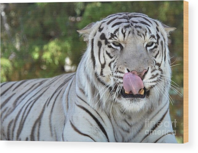 Tiger Wood Print featuring the photograph White Tiger by Laurianna Taylor