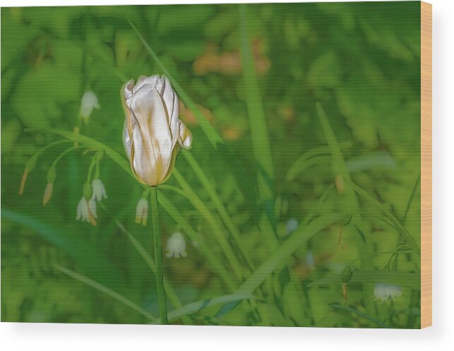 Tulip Wood Print featuring the photograph White tulip June 2016. by Leif Sohlman