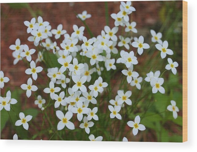 Photography Wood Print featuring the digital art White Wildflowers by Barbara S Nickerson